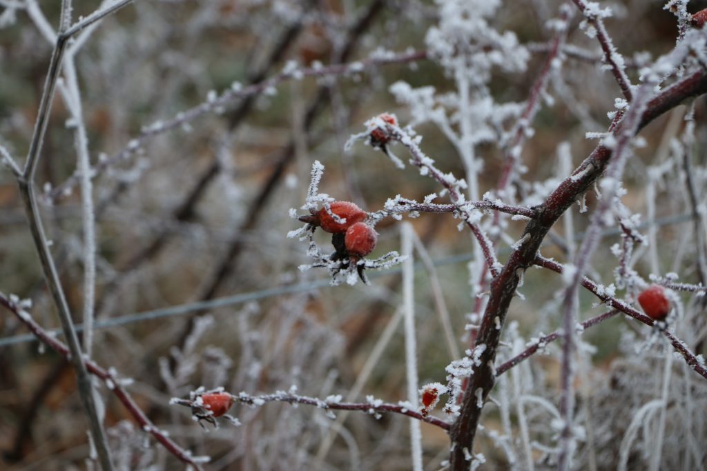 Frostiga nypon